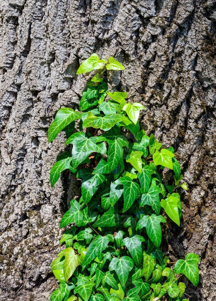 Hedera helix - garden ivy against the background of tree bark in the garden photo