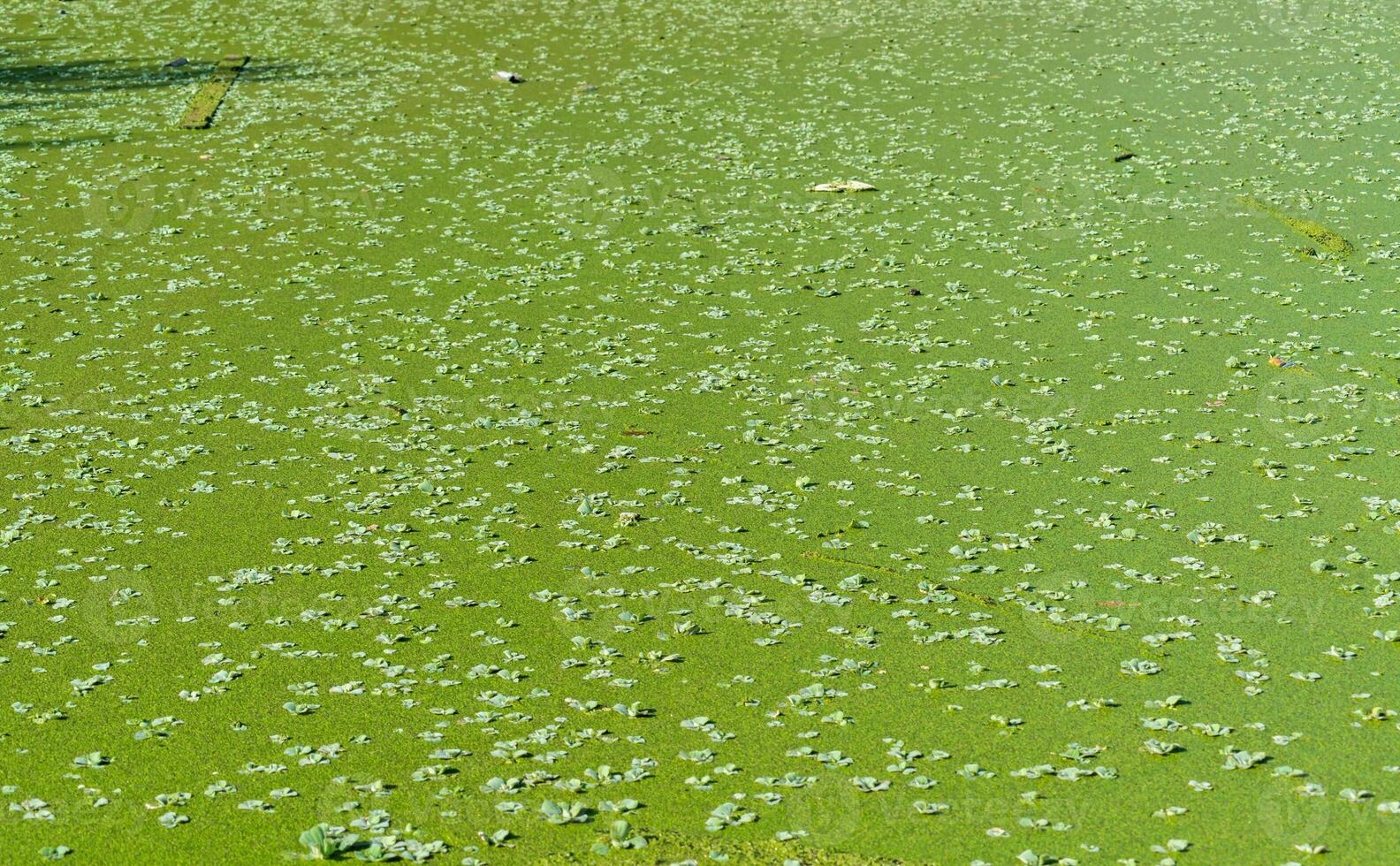Tropical Pistia in a lake completely overgrown with duckweed and Wolffia in Odessa photo