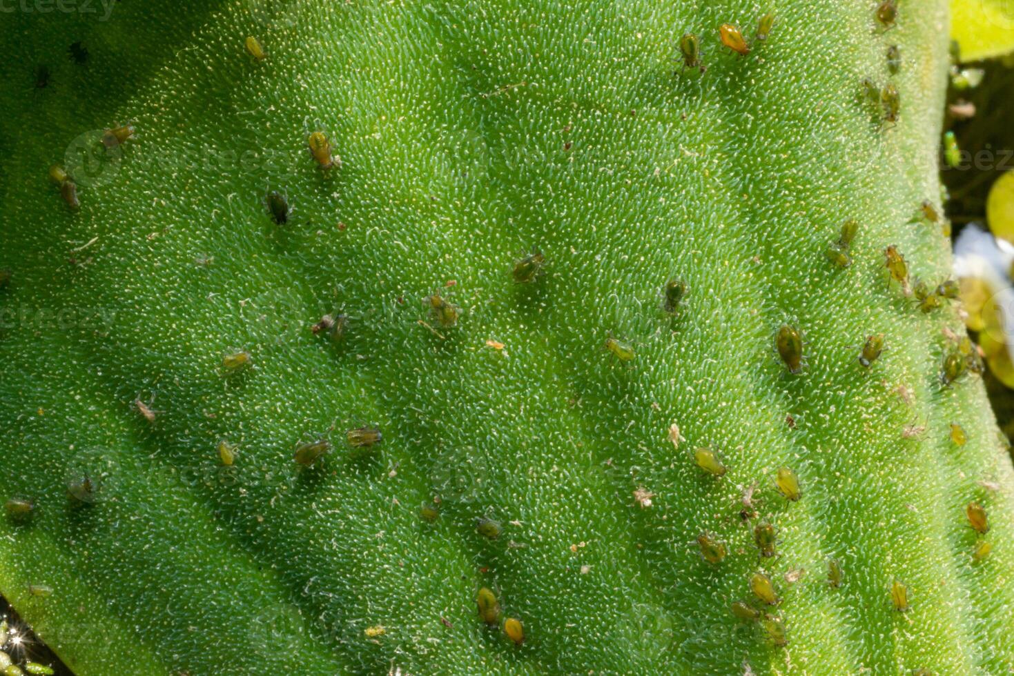 Small green aphid on the leaf of an aquatic plant Pistia stratiotes photo