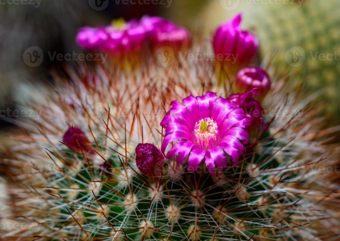Mammillaria sp., close-up of a cactus blooming with pink flowers in spring photo