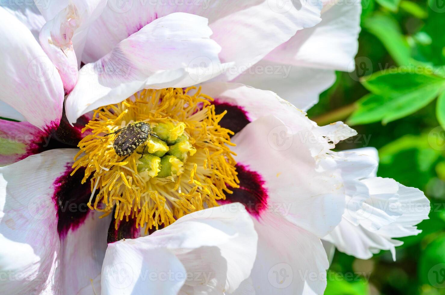 Oxythyrea funesta - a small beetle feeds on pollen on a tree peony flower in the garden in spring photo