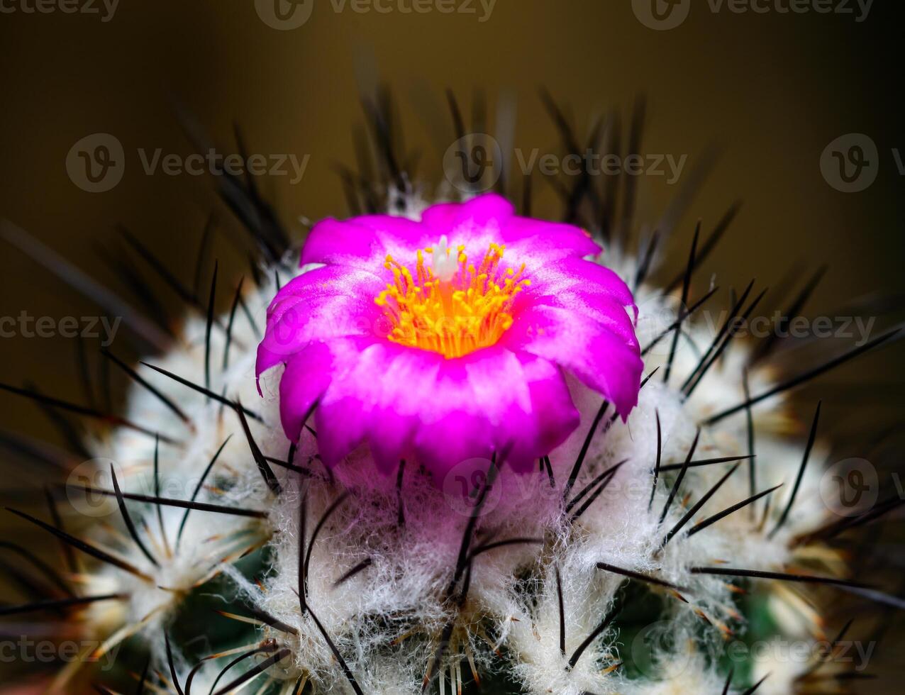 Mammillaria sp., close-up of a cactus blooming with pink flowers in spring photo