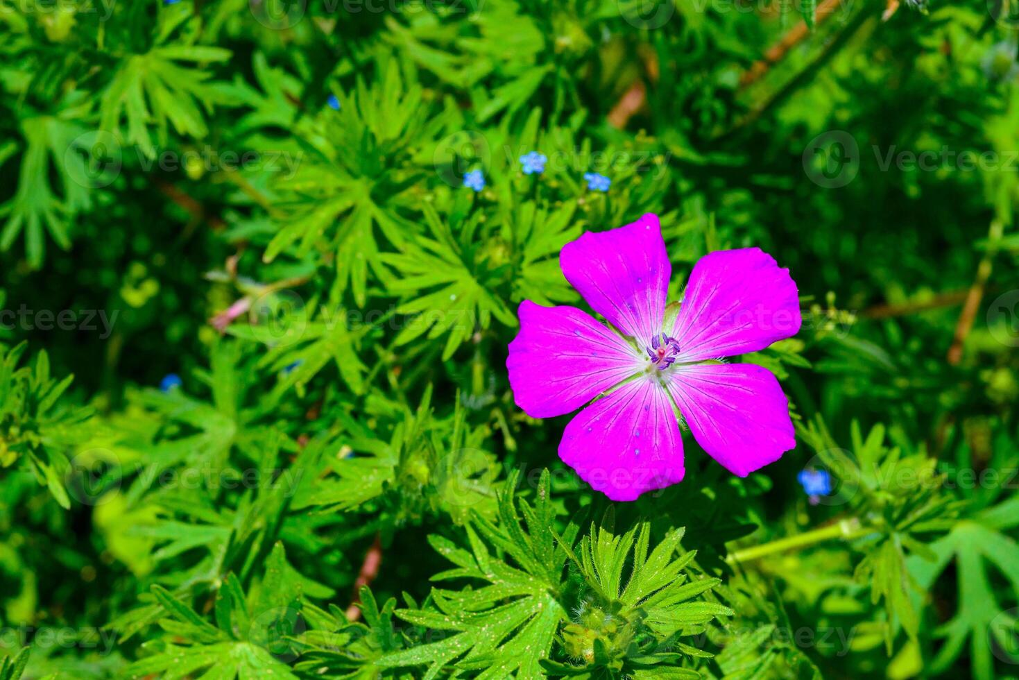 Bloody Cranesbill flowers - Geranium sanguineum, blood red flowers plants photo