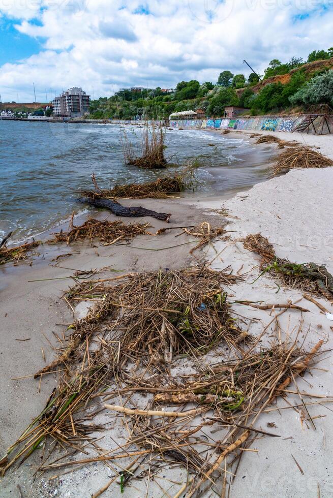 Consequences of the Accident at the Kakhovka power plant, pollution of the beaches of Odessa with garbage and plant remains brought by water photo