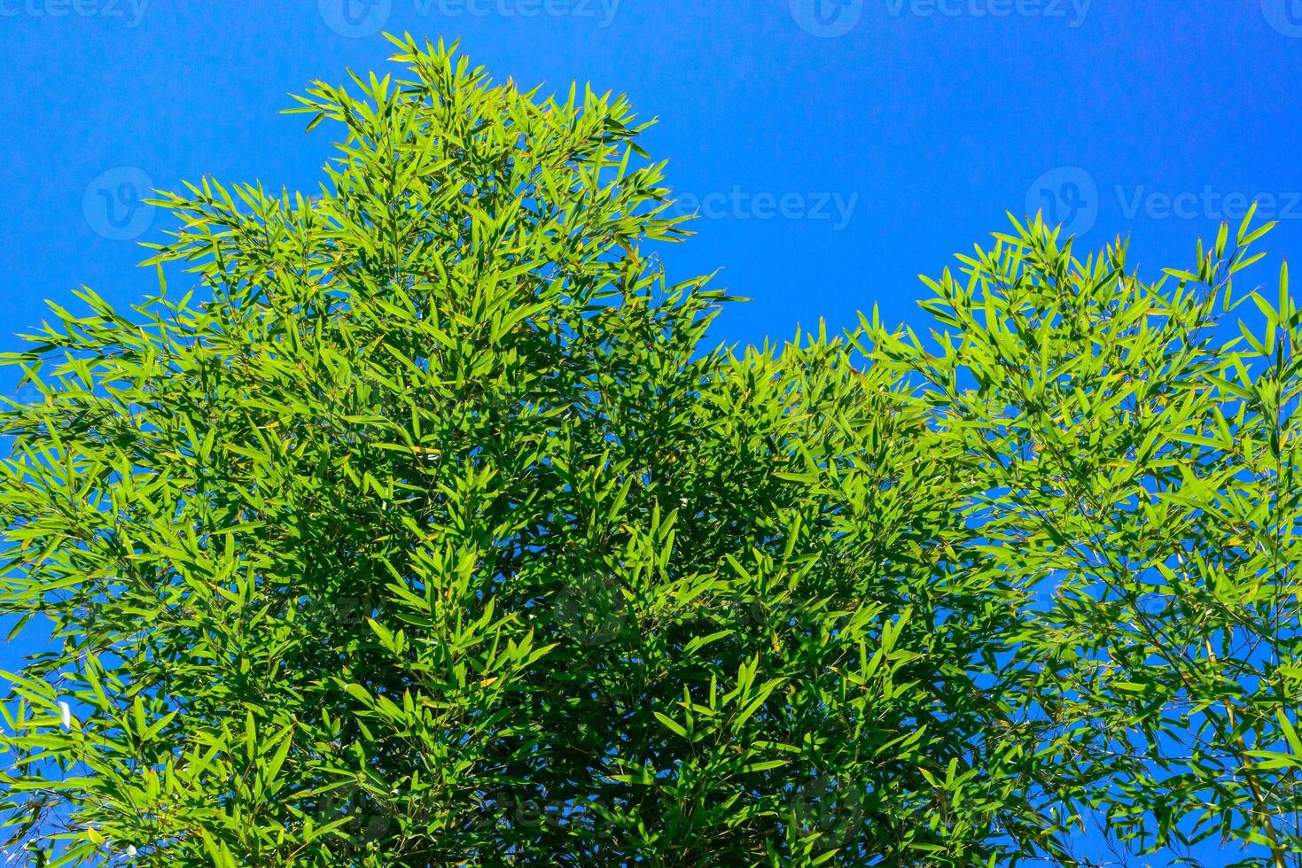 Green bamboo foliage against blue sky in the garden photo