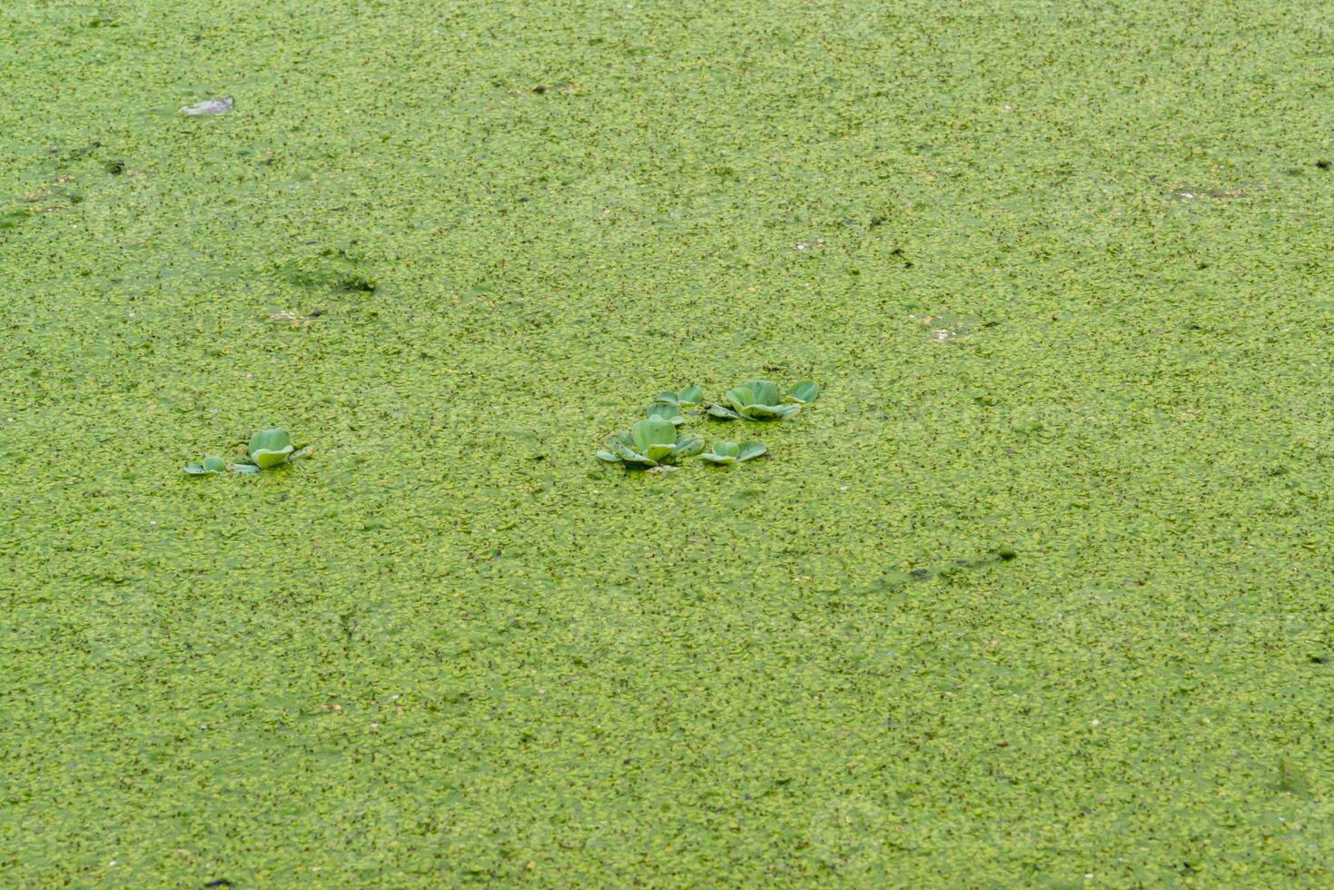 Tropical Pistia in a lake completely overgrown with duckweed and Wolffia in Odessa photo