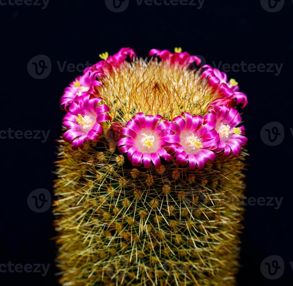 Mammillaria sp., close-up of a cactus blooming with pink flowers in spring photo