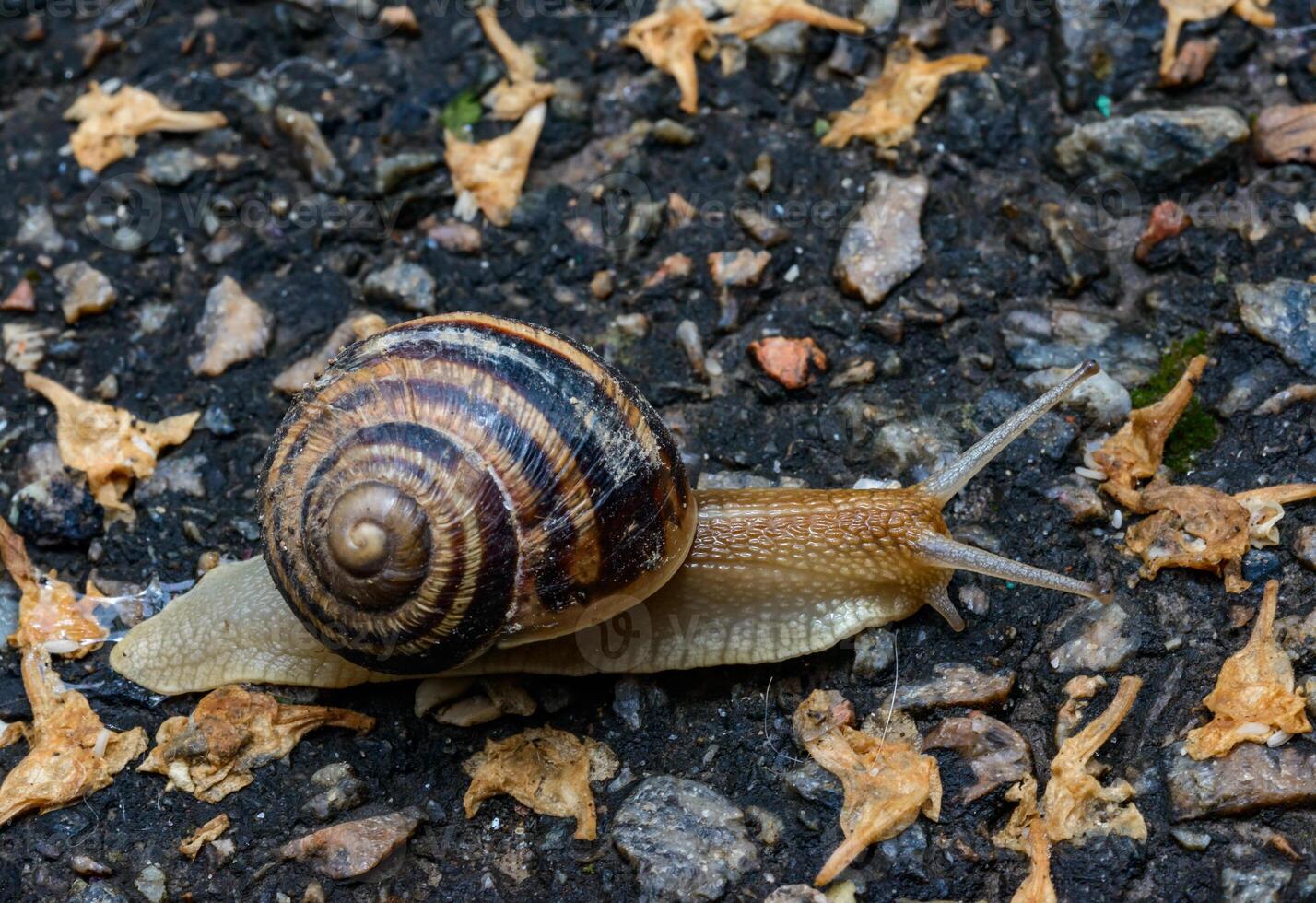 Helix albescens - Snail crawling in search of food in the garden photo