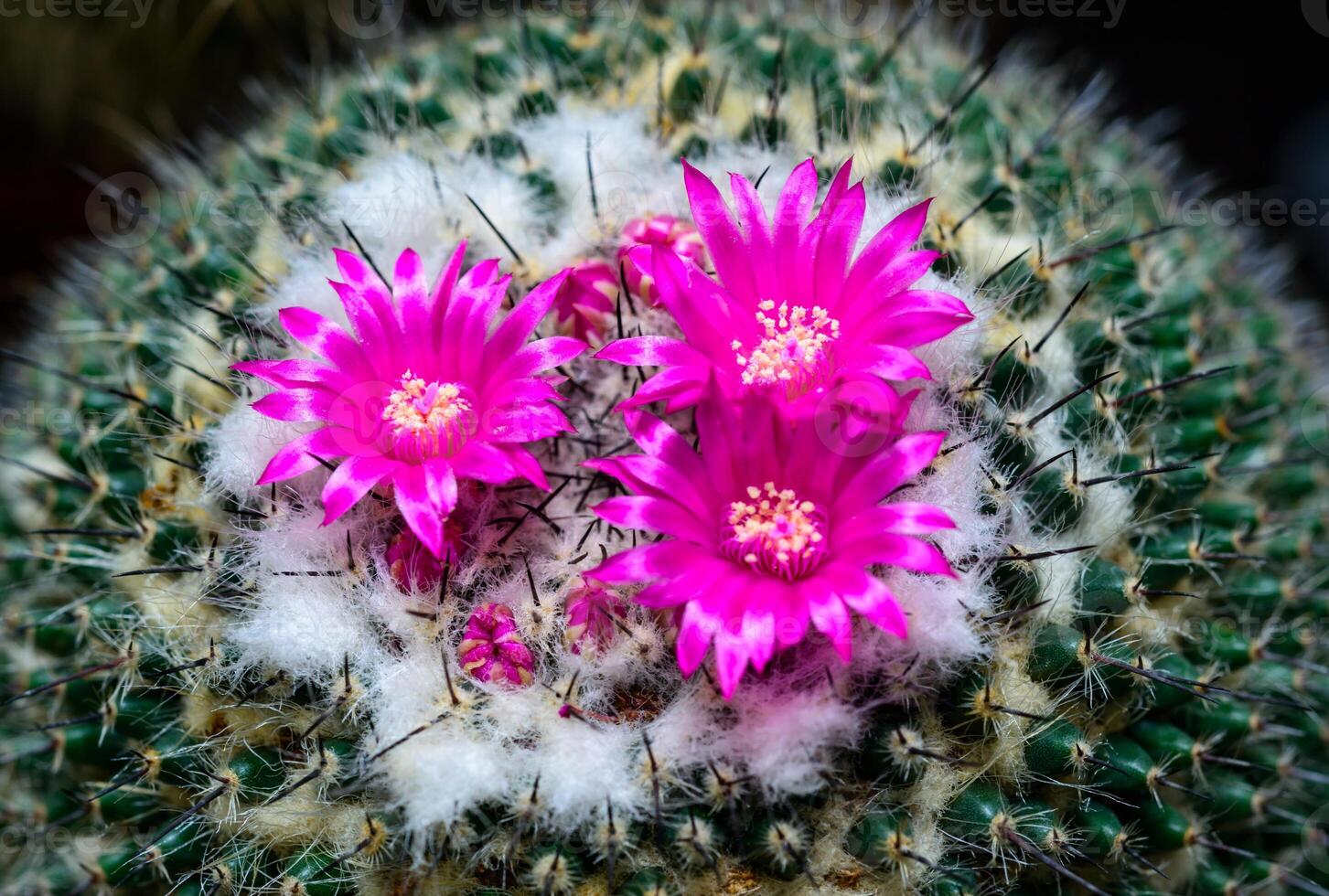 Mammillaria sp., close-up of a cactus blooming with pink flowers in spring photo