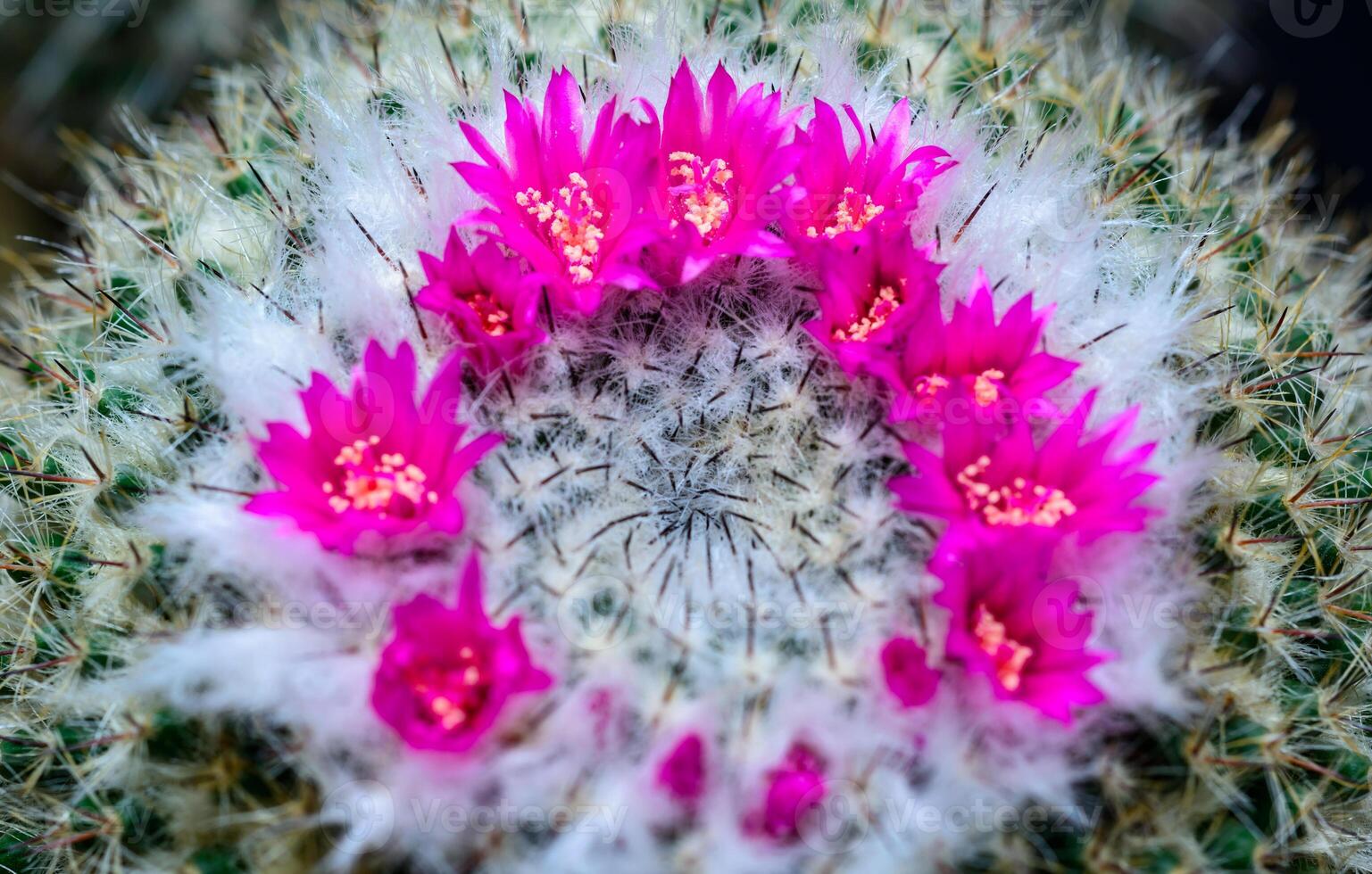Mammillaria sp., close-up of a cactus blooming with pink flowers in spring photo