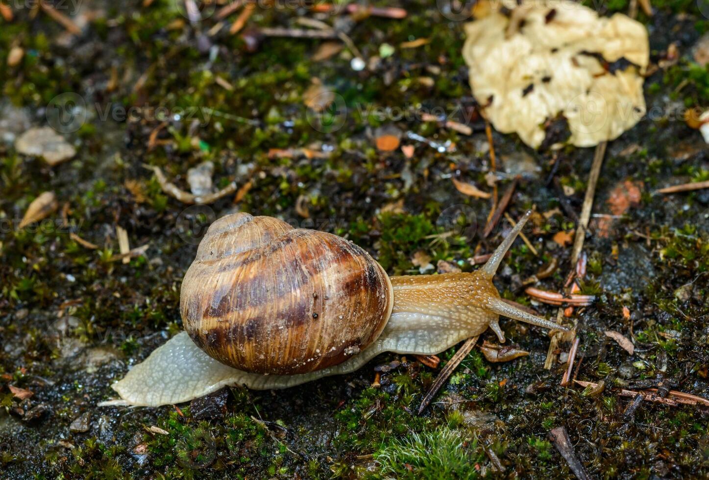 Helix albescens - Snail crawling in search of food in the garden photo