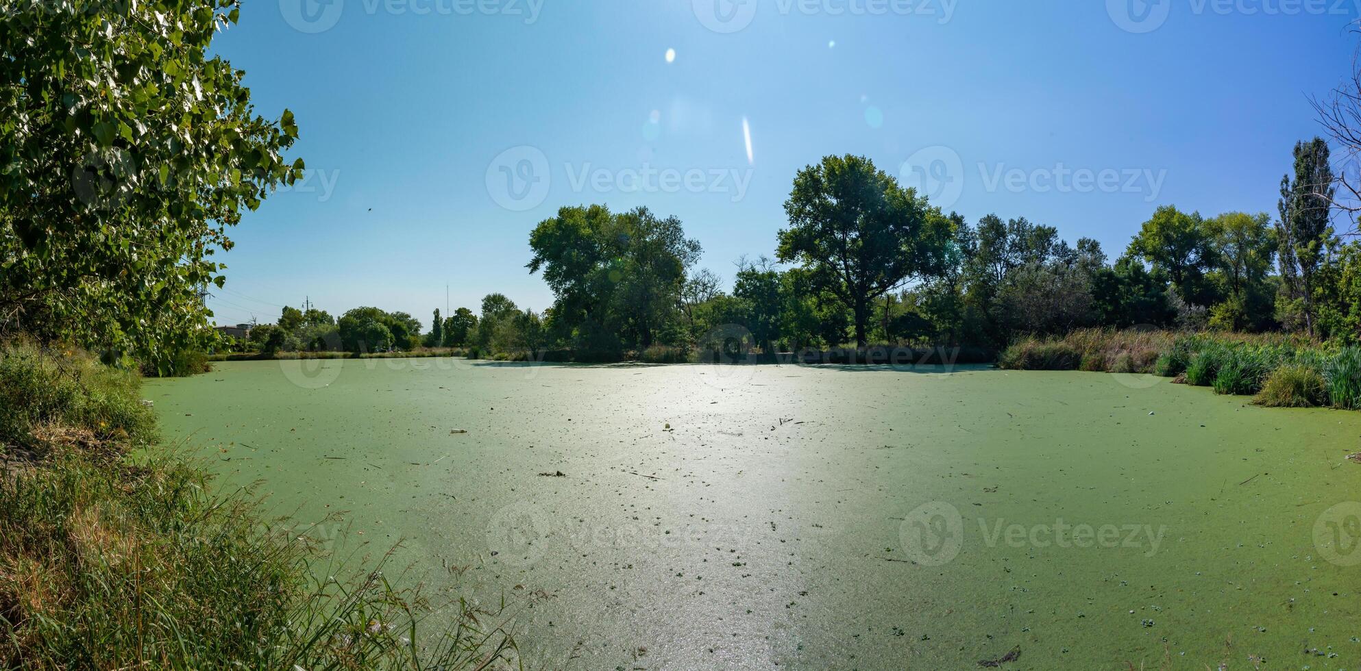 The water surface of a dirty lake is covered with floating plants Wolffia arrhiza and Lemna turionifera photo