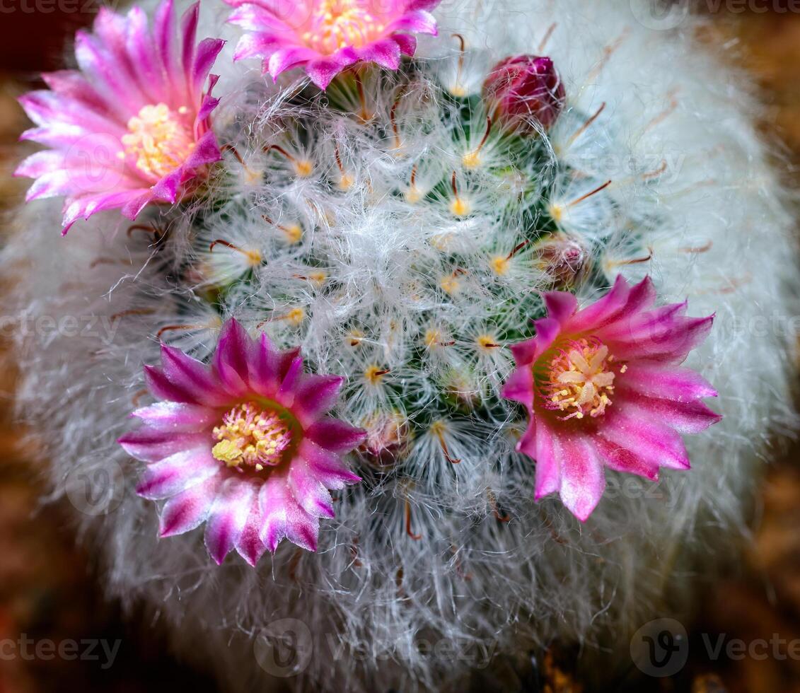 Mammillaria sp., close-up of a cactus blooming with pink flowers in spring photo