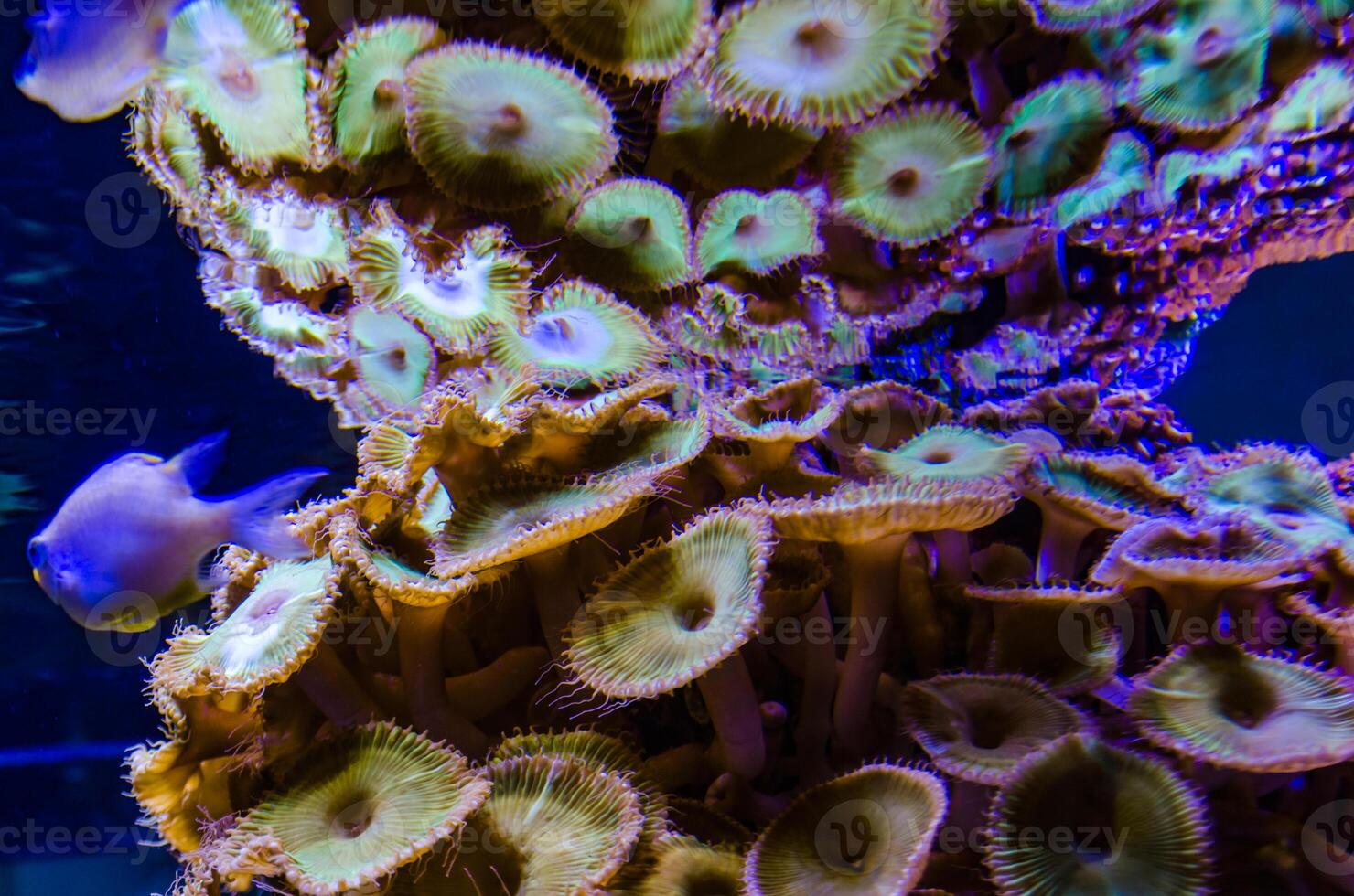 Colorful button corals swaying under the sea water, GREEN WHITE STRIPED POLYP Zoanthus photo