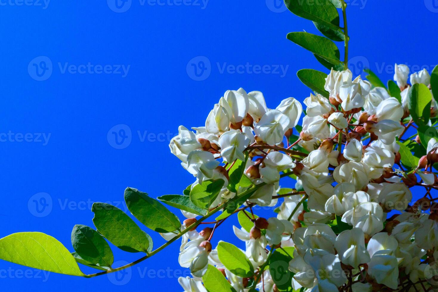Inflorescence of an acacia tree against a background of blue sky photo