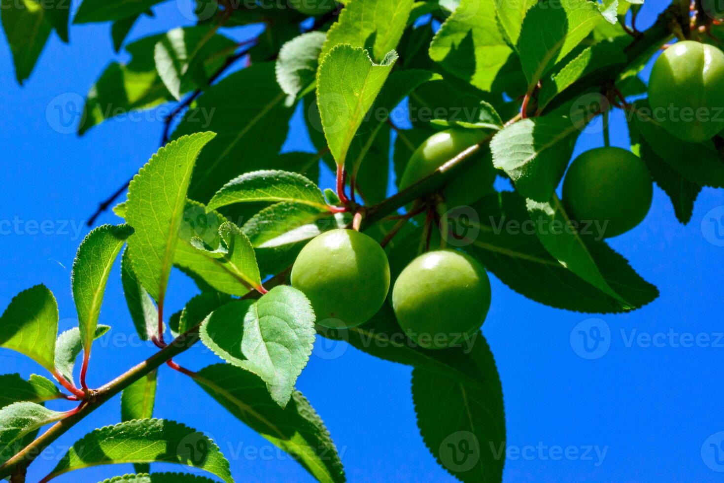Plum branch with green fruits against a background of blue sky photo