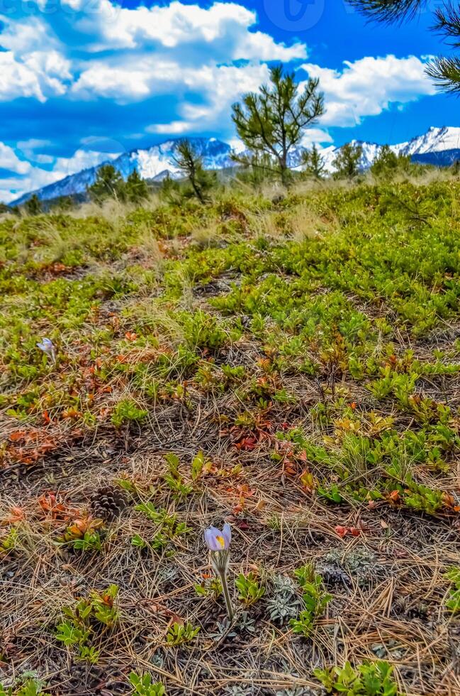 Mountain vegetation on the snow-covered slope of the Pikes Peak mountains, Colorado, US photo