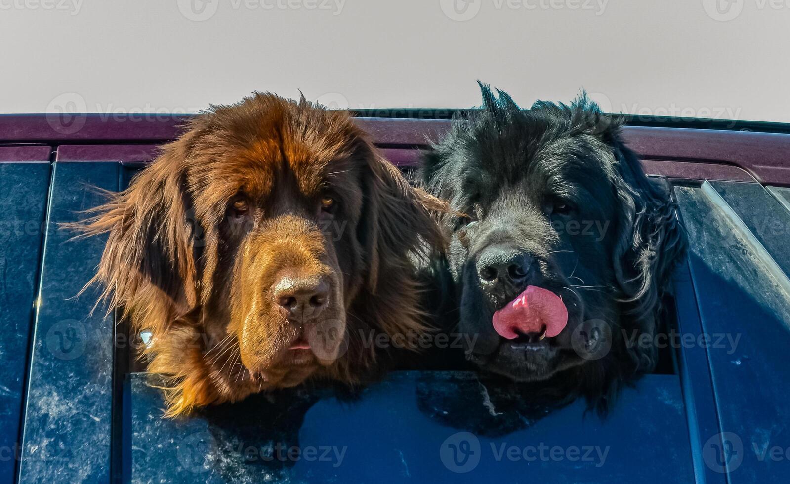 Two dog heads leaning out of a car window photo