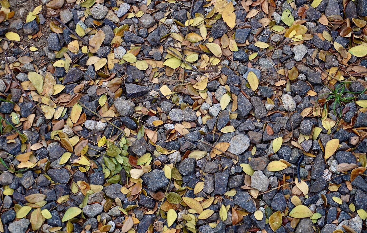 Dark grey colored rock stones pebbles with fallen small dry yellow, brown, and green tree leaves isolated on horizontal park ground flooring background. photo