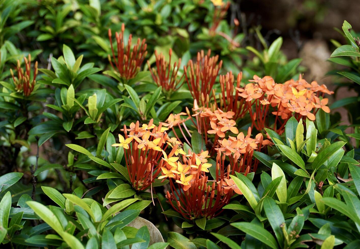 Ixora chinensis Red, bunga soka, or chinese ixora flowers isolated on horizontal green leaves with bright sun lights background. photo