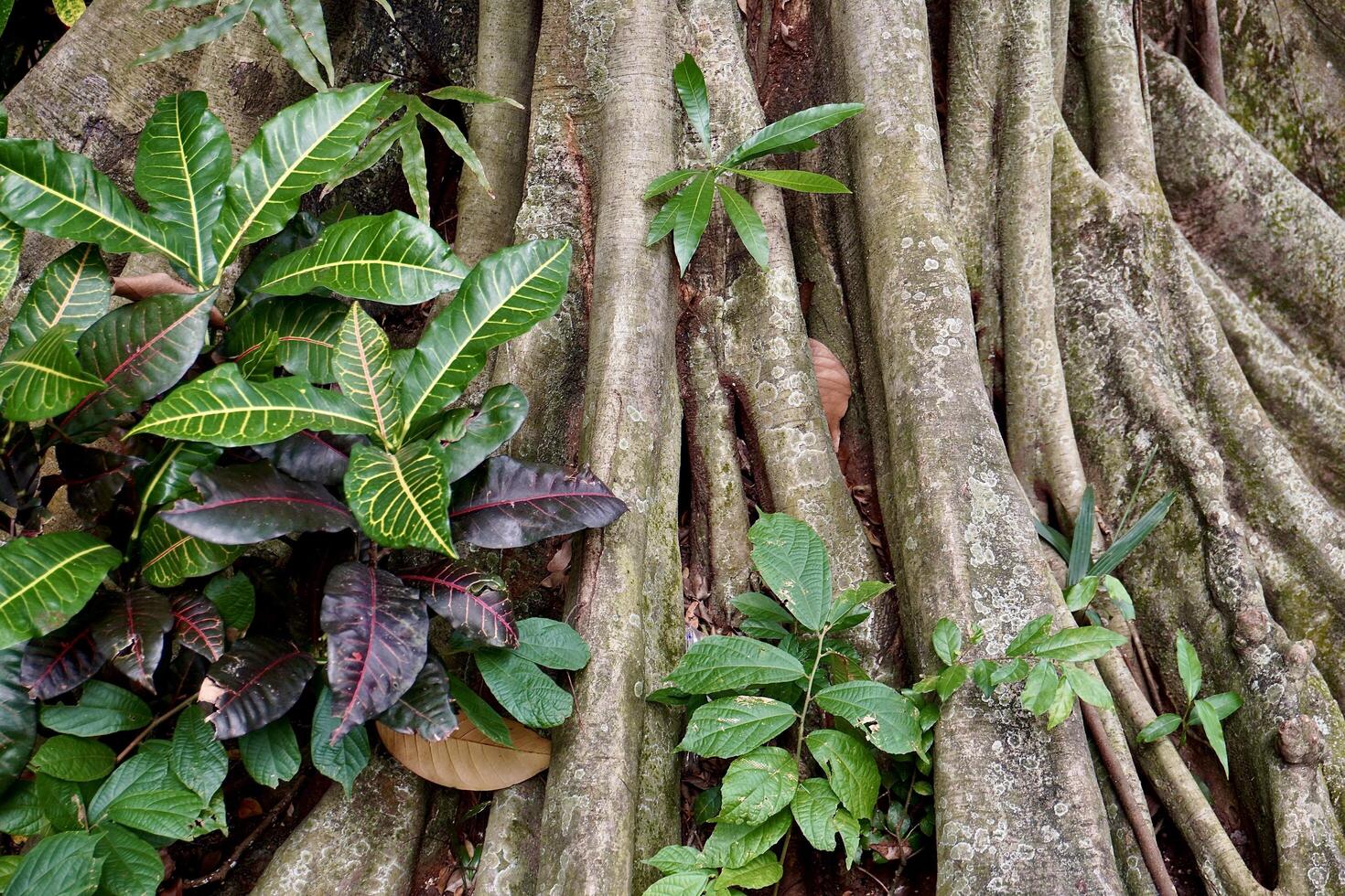 Green and purple jungle leaves growing between tree trunk roots horizontal background. photo