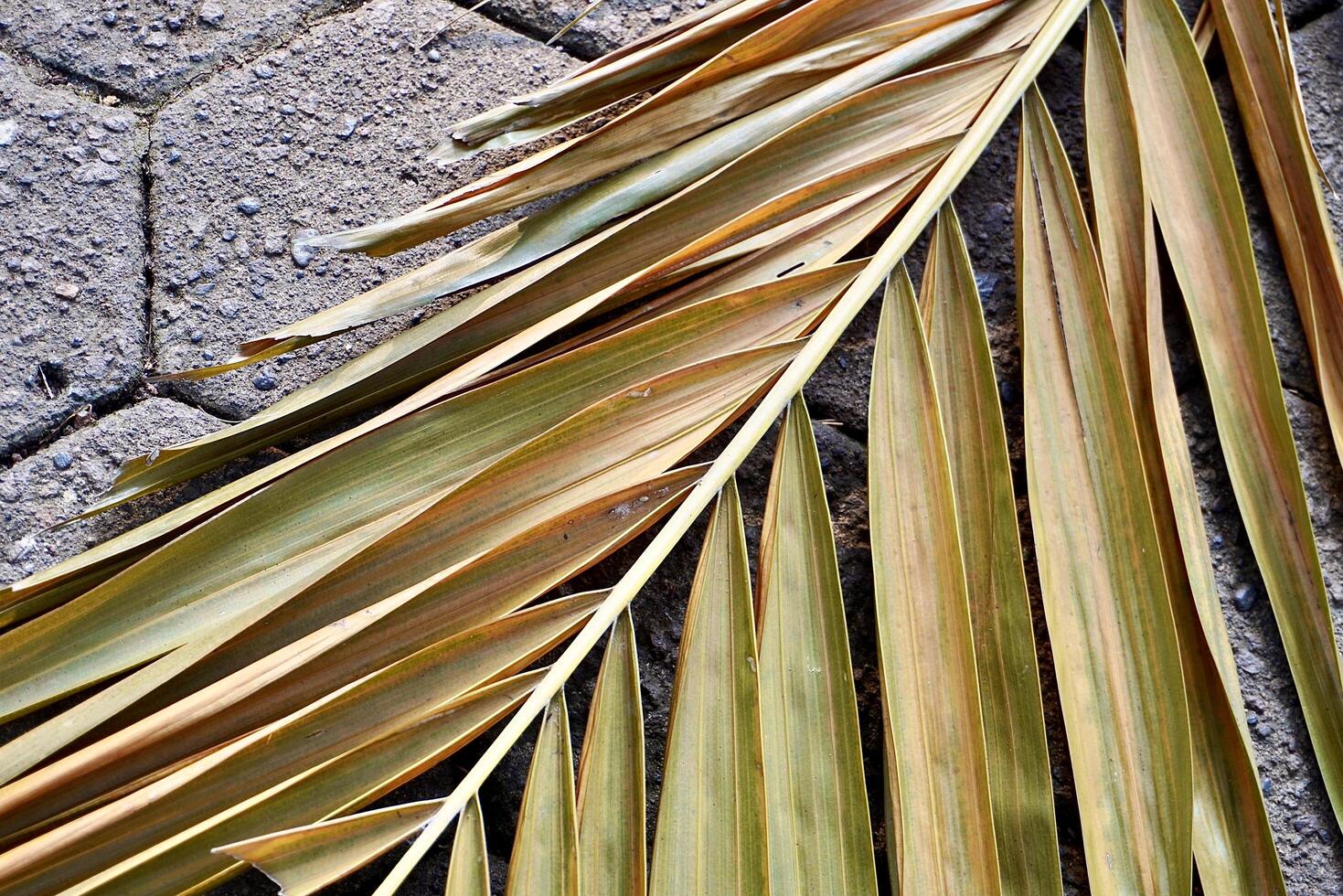 Close up dry yellow long palm leaf texture on hexagonal brick stone ground flooring horizontal background. photo