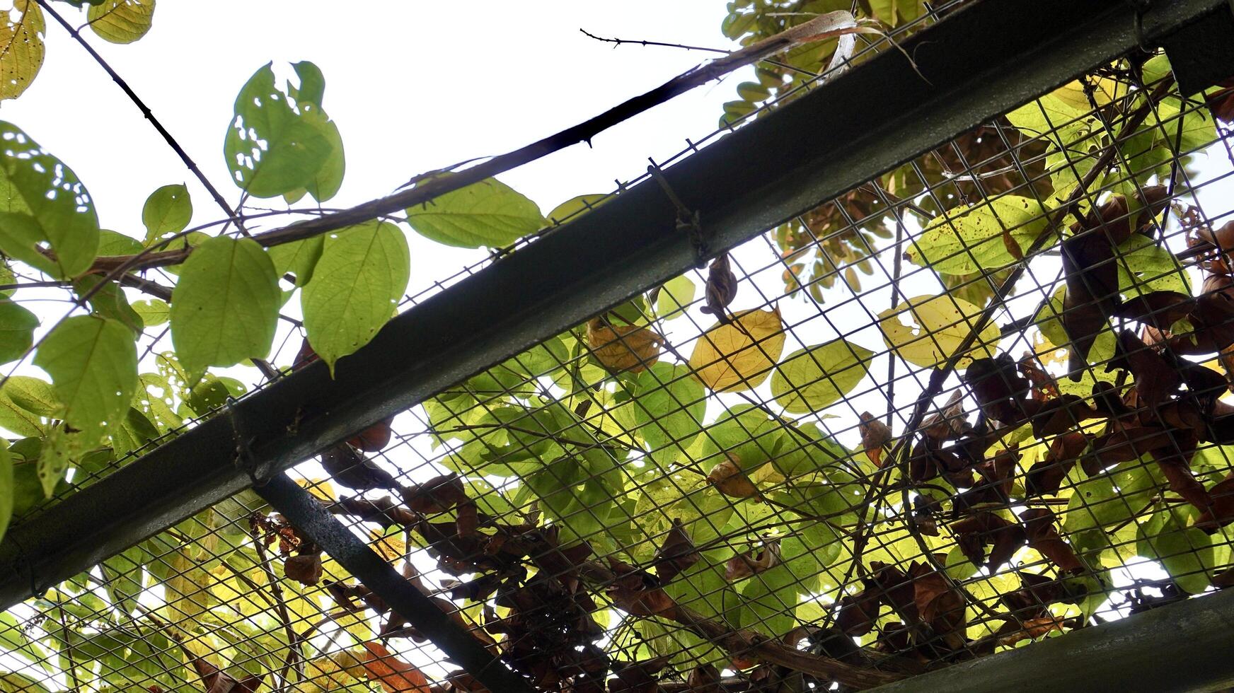 Green and yellow tree leaves on net mesh iron metal ceiling structure isolated on horizontal bright day time sky background. photo