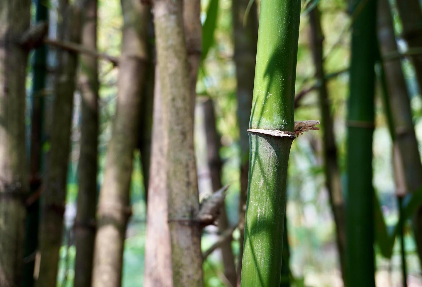 Selective focus green bamboo tree stalk wood texture isolated on horizontal outdoor background. photo