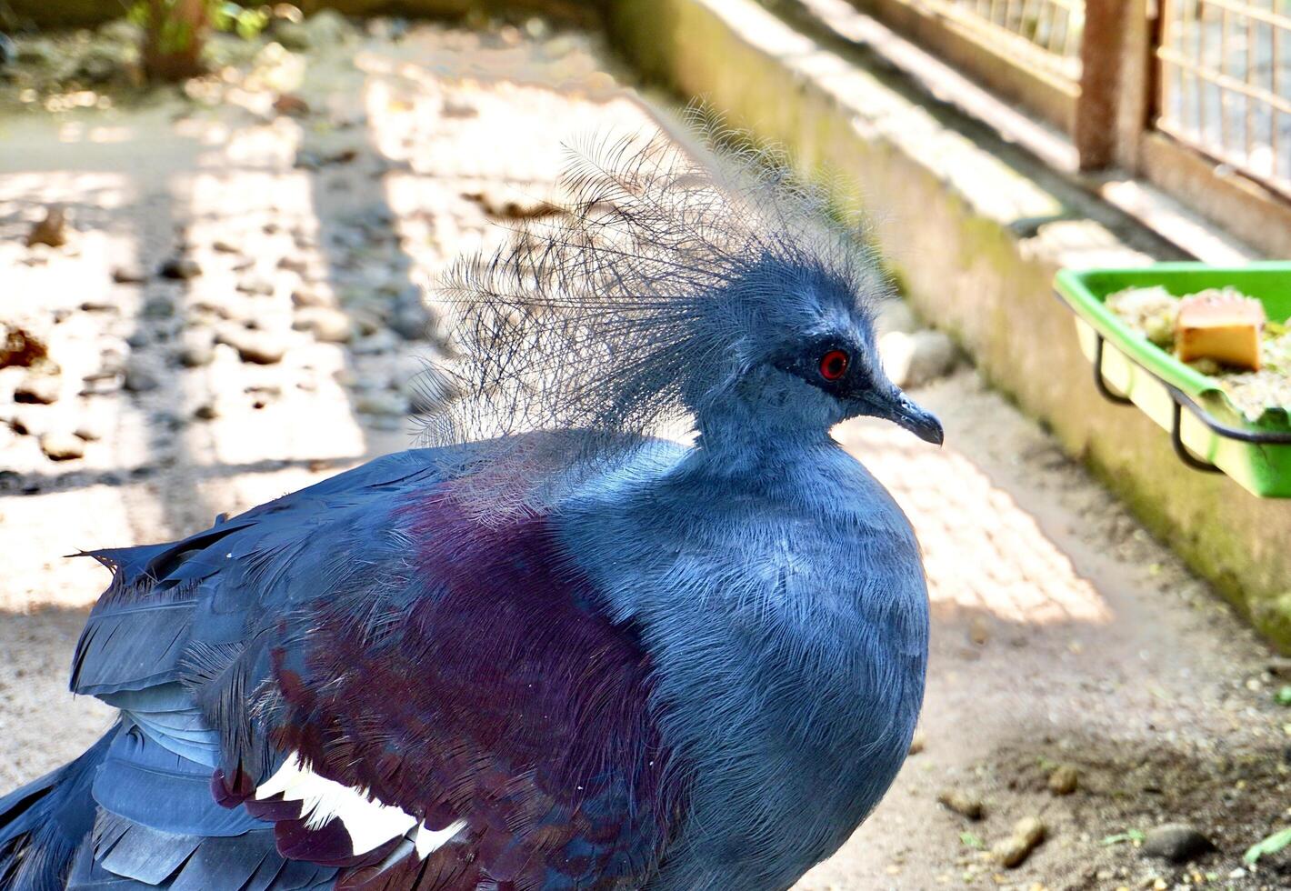 Victoria crowned pigeon or Mambruk victoria bird with blue feathers and red eyes animal isolated on horizontal zoo habitat net cage and sand ground background. photo