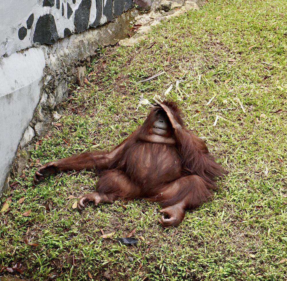 Orangutan captive primate animal with brown fur in zoo from borneo or kalimantan Indonesia isolated on green grass ground background. photo