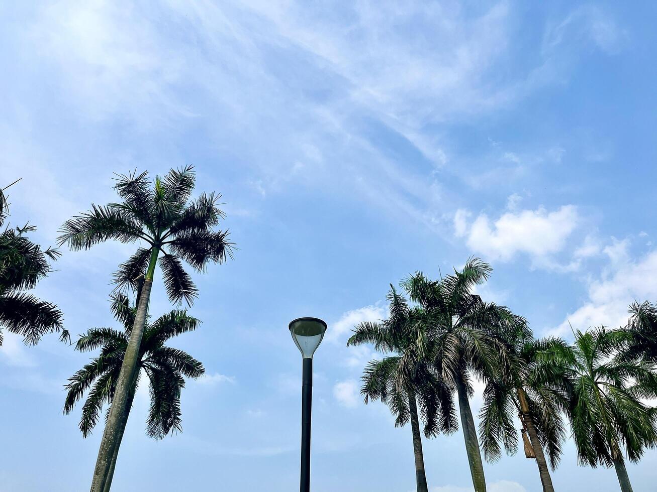 Bright beautiful blue sunny and cloudy sky isolated on horizontal ratio background with green botanical trees. photo