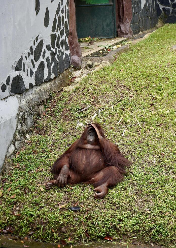 Orangutan captive primate animal with brown fur in zoo from borneo or kalimantan Indonesia isolated on vertical green grass ground background. photo