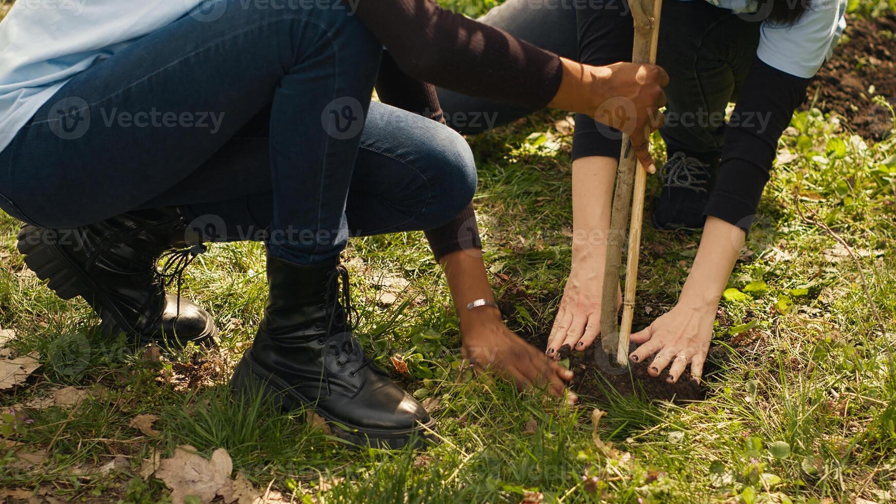 Activists joining forces in planting trees in the woods with commitment to nature conservation, nurturing its growth and preserving the seedlings. Dedicated group of environmentalists. Camera A. photo