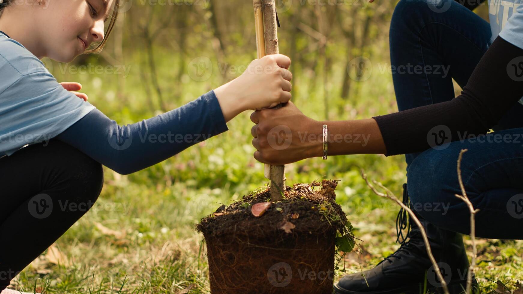 Two diverse girls do voluntary work by planting small trees in the forest, preserving natural habitat. Participating in environmental conservation and protecting the earth ecosystem. Camera A. photo