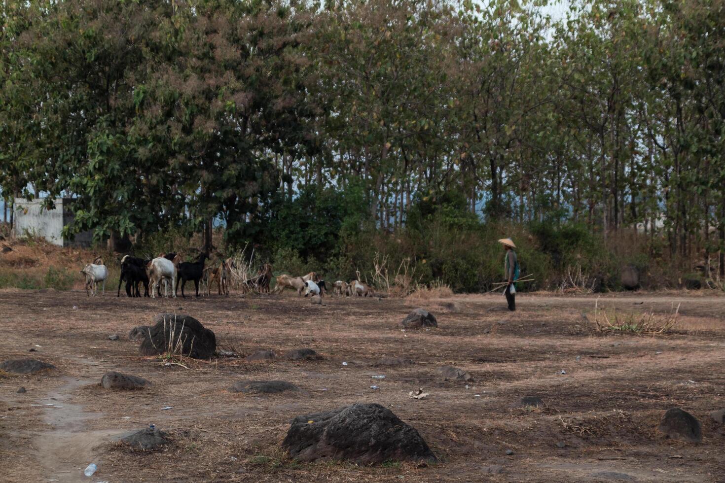 A group of goats on a rocky dry grass savanna photo