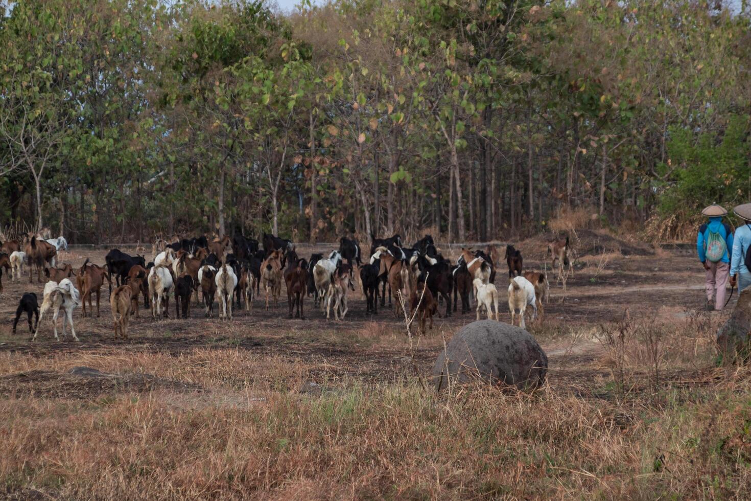 A group of goats on a rocky dry grass savanna photo