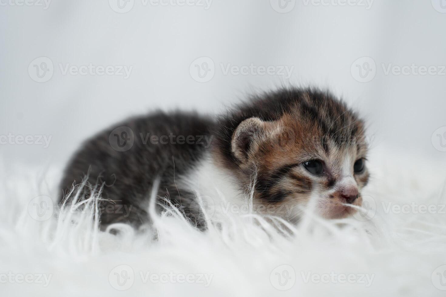 Cute kitten sleeping, yawning and lazing on a white rasfur carpet. International cat day concept. photo