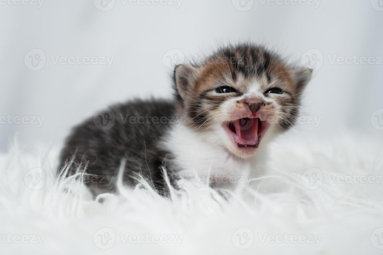 Cute kitten sleeping, yawning and lazing on a white rasfur carpet. International cat day concept. photo