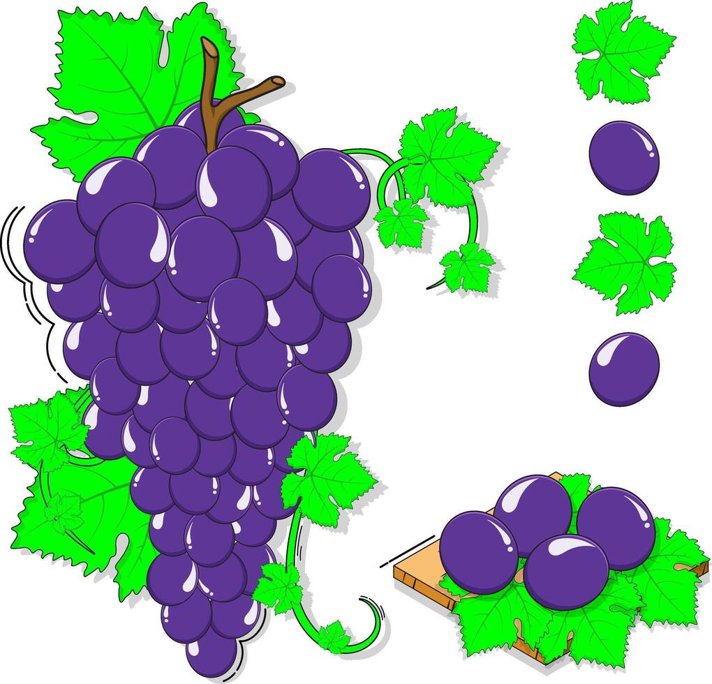 Illustration of grape fruit vector