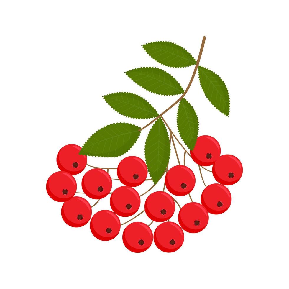 Rowan berries. Isolated rowan on white background. vector