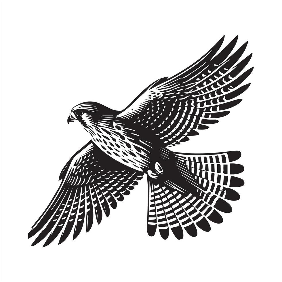 Old World kestrel Outline - European kestrel silhouette - A Common Kestrel soaring high illustration in black and white vector