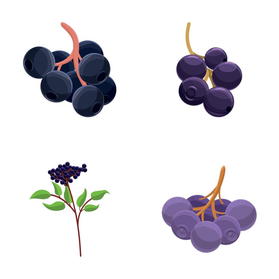 Ripe elderberry icons set cartoon vector. Branch with elderberry berry and leaf vector