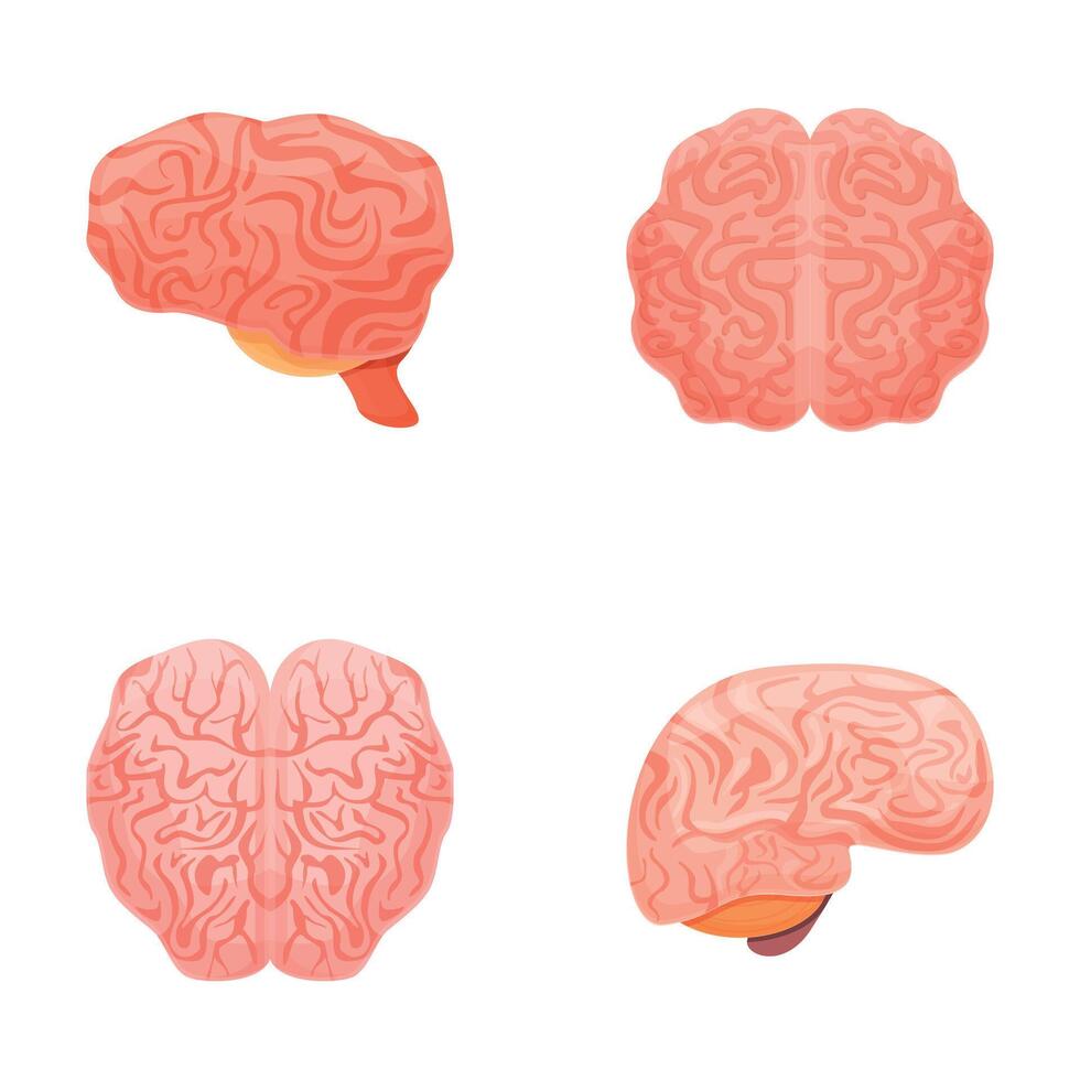 Cartoon brain icons set cartoon vector. Left and right hemisphere of human brain vector