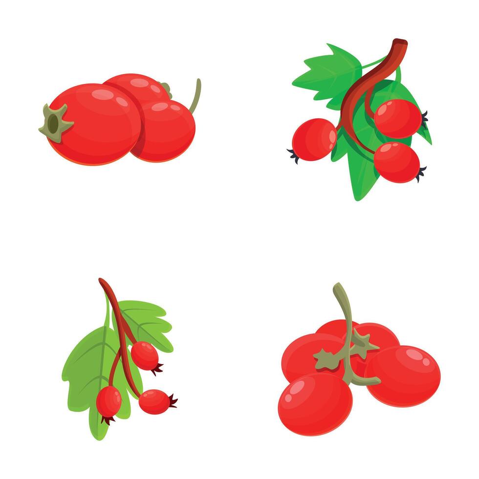 Hawthorn plant icons set cartoon vector. Hawberry branch with red berry and leaf vector