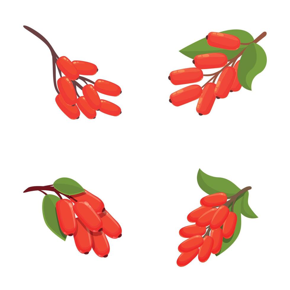 Ripe barberry icons set cartoon vector. Fresh red barberry on branch vector