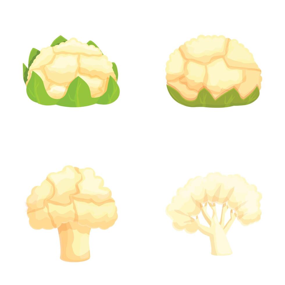 Variety of cauliflower and broccoli illustrations vector
