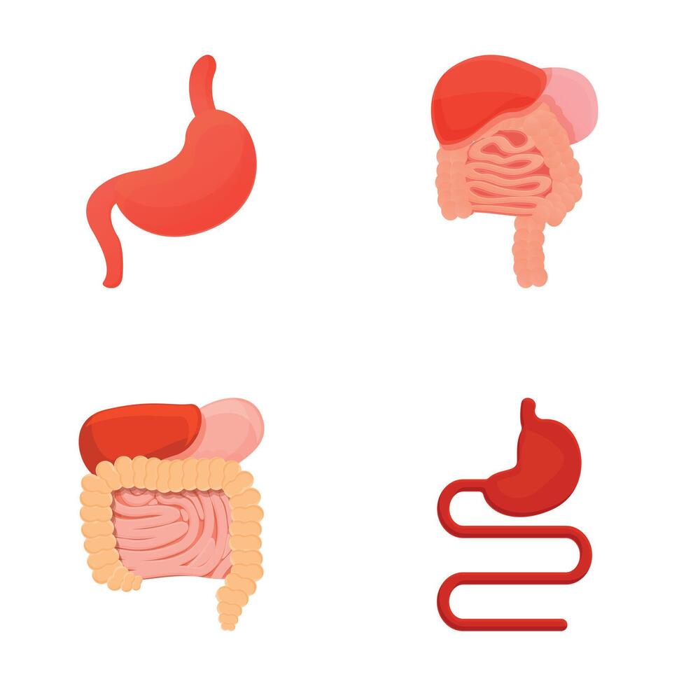 Gastrointestinal tract icons set cartoon vector. Human digestive system anatomy vector