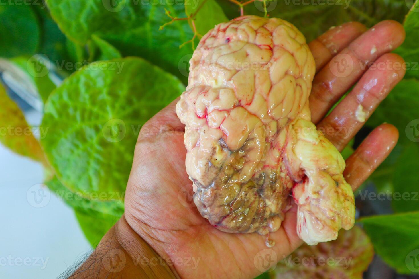 Brain cow is on a green leaf. The Brain cow is cut in half and has a red and white color photo