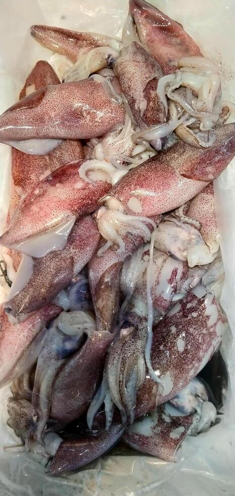 pile of fresh squid in supermarket photo