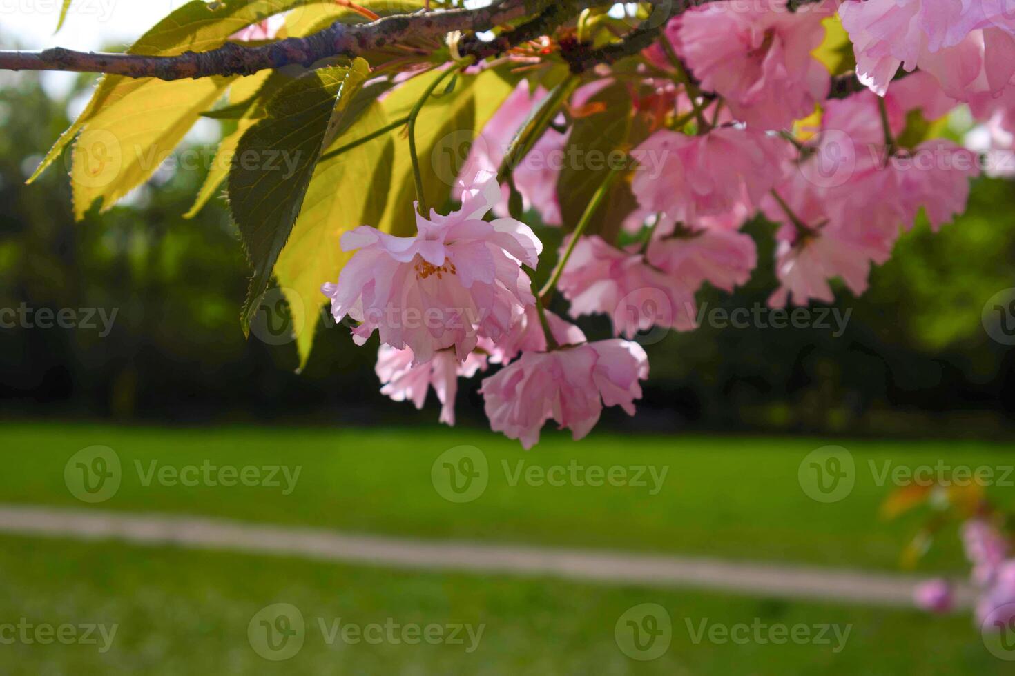 Pink cherry blossoms in park photo